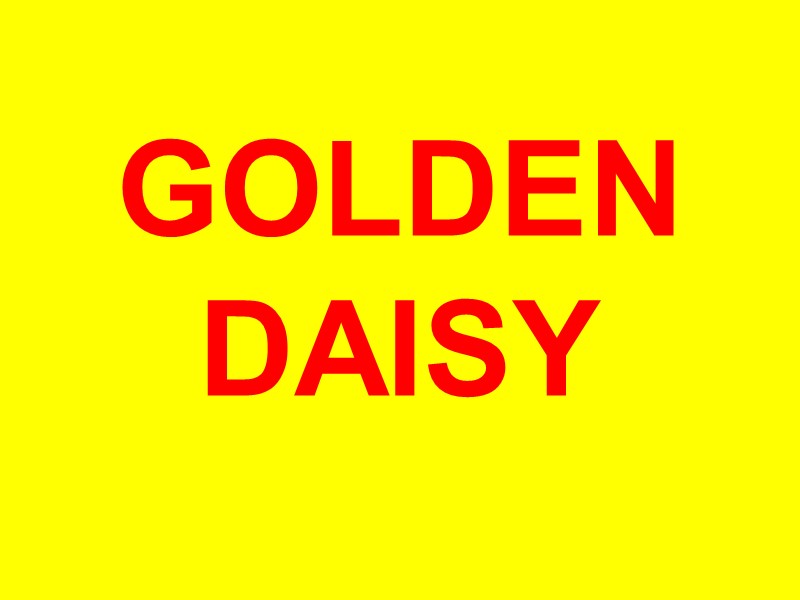 GOLDEN DAISY